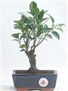 <b>Ficus</b> Esemplare Unico cm 20-19,80 € (10)