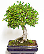 BONSAI DA INTERNO