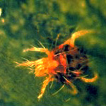 1- Ragno Rosso