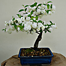 ALBICOCCO GIAPPONESE