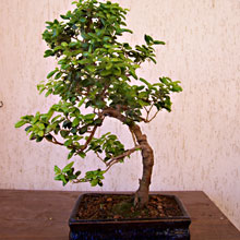 ILEX