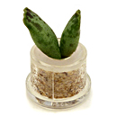 CLEO (Generosit�) 