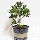 Callistemon P/B Esemplare Unico 44/27,50