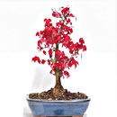 Acero Deshojo Esemplare Unico 32/119,00 