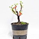 Chaenomeles P/B Esemplare Unico 38/39,00