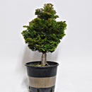 Cameciparis Obtusa P/B Esemplare Unico 43/32,50