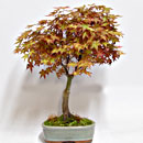 Acero Deshojo Esemplare Unico 49/195,00