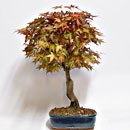 Acero Deshojo Esemplare Unico 50/199,00