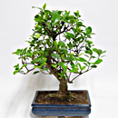 Gardenia Esemplare Unico 43/123,00