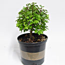 Biancospino P/B Esemplare Unico 35/47,00