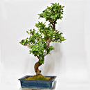 Guava Esemplare Unico 63/198,00
