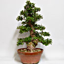 Azalea P/B Esemplare Unico 68/490,00