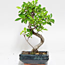 Ficus Esemplare Unico 30/21,50 (9)