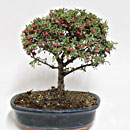 Cotonaster Esemplare Unico 29/39,50