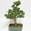 Acero Shishigashira Esemplare Unico 43/235,00