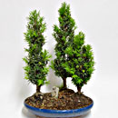 Tasso Bosco Esemplare Unico 46/147,00 
